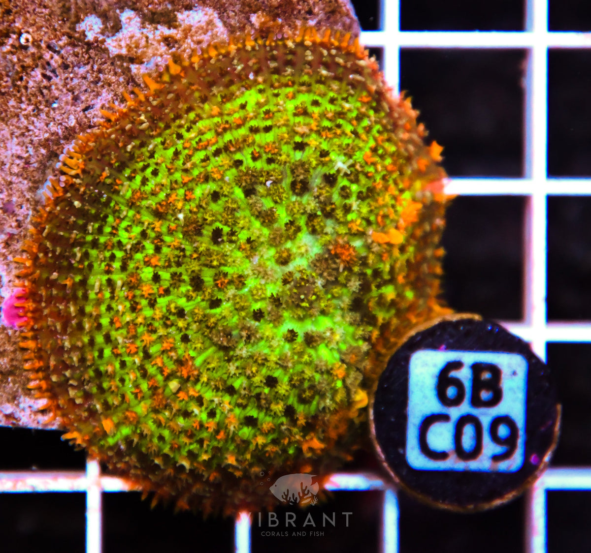 Mushroom INDO