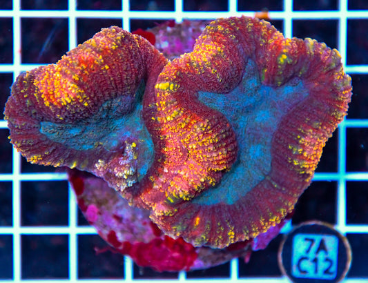 Symphyllia INDO