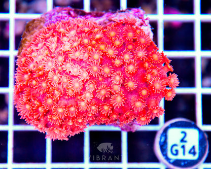 Goniopora INDO W
