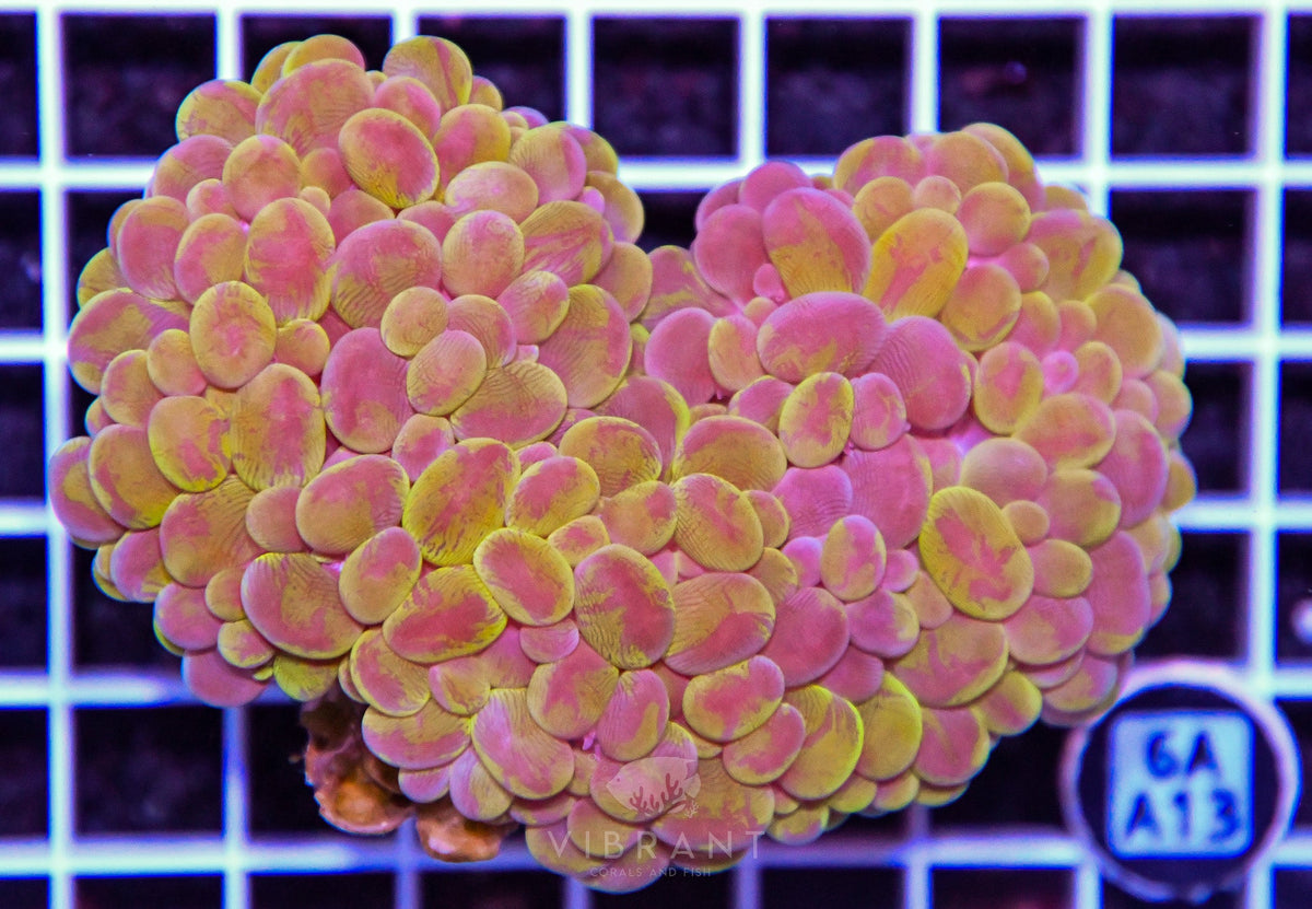Bubble Coral INDO