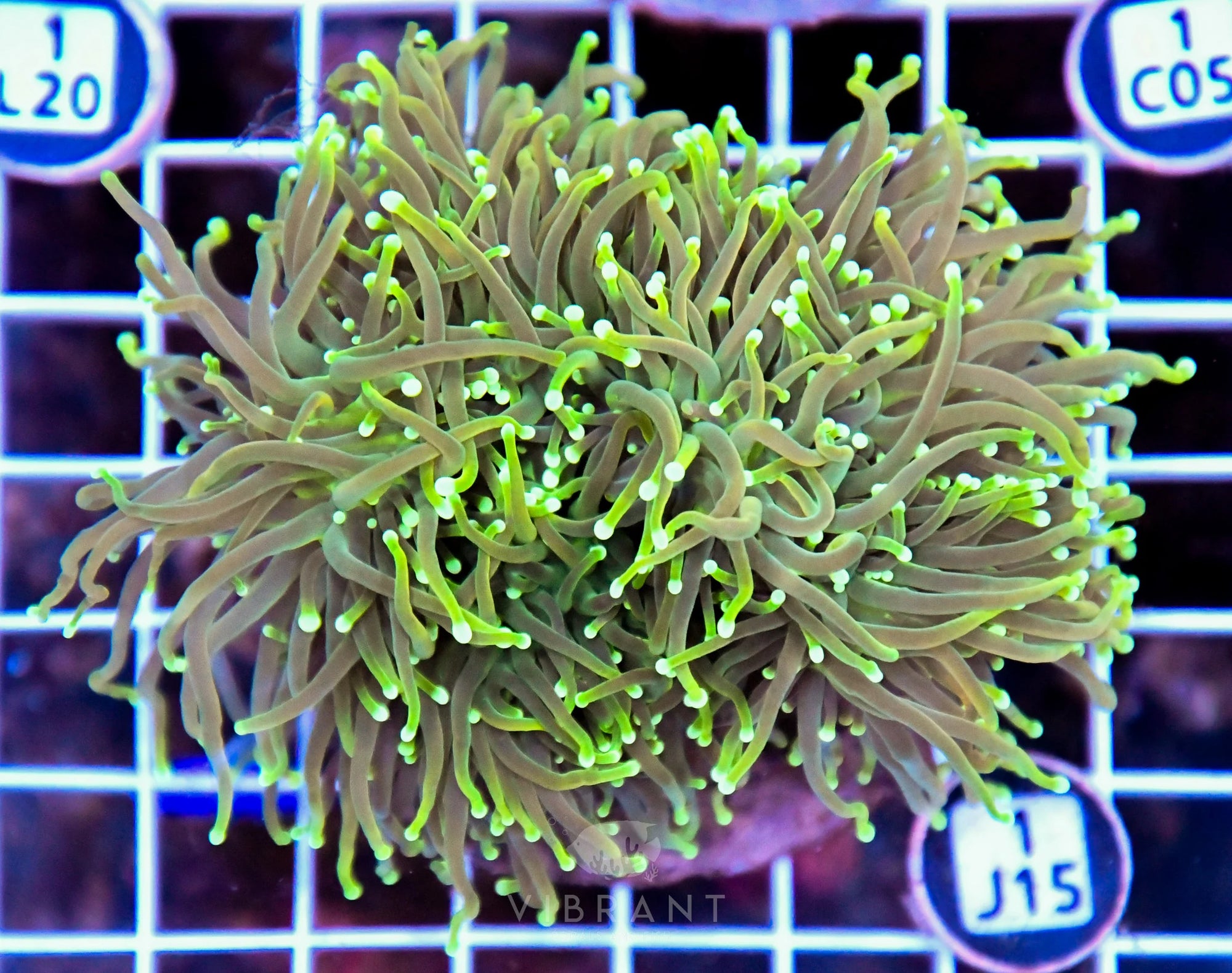 Torch INDO Colony