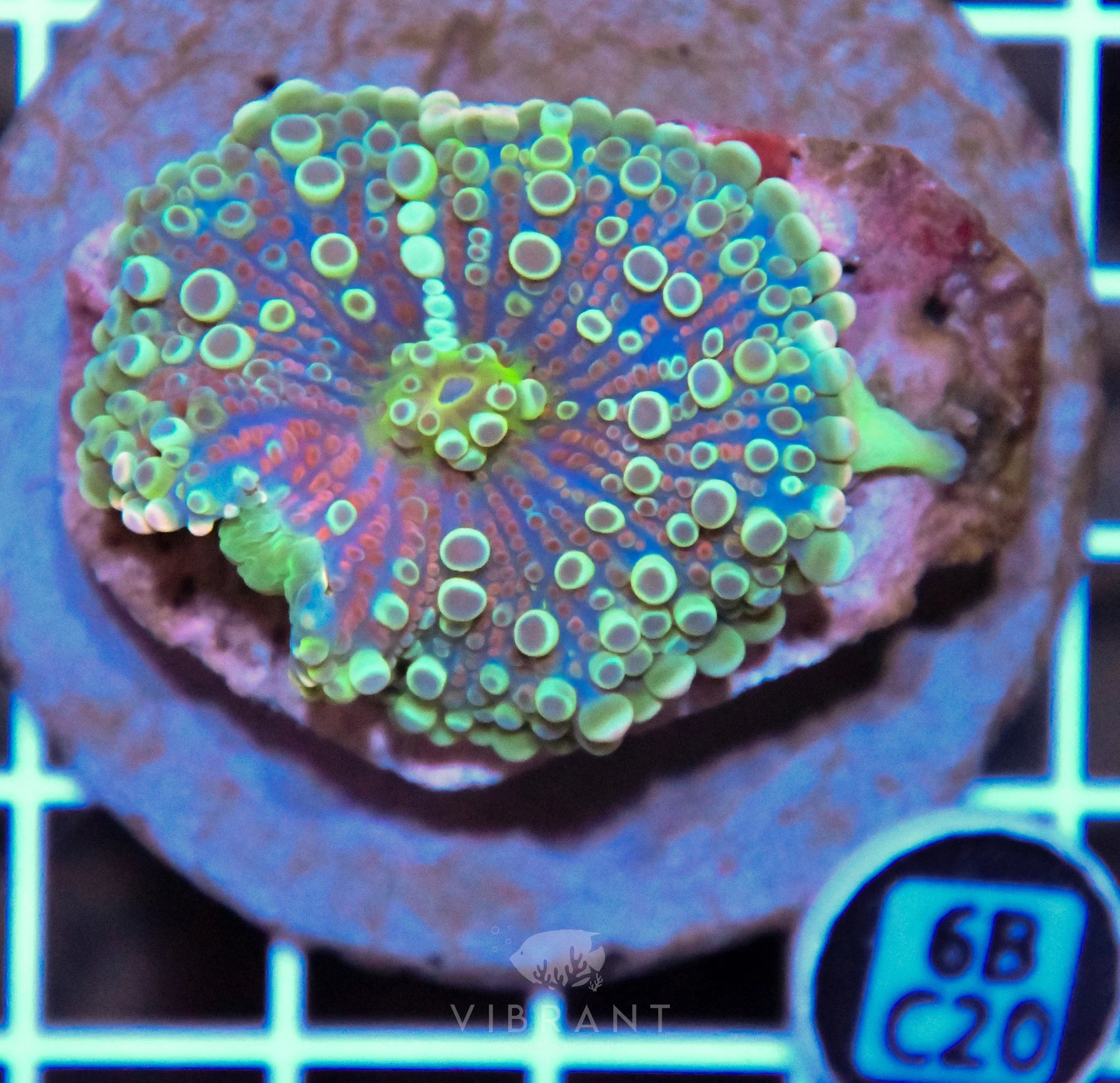 Mushroom INDO xL