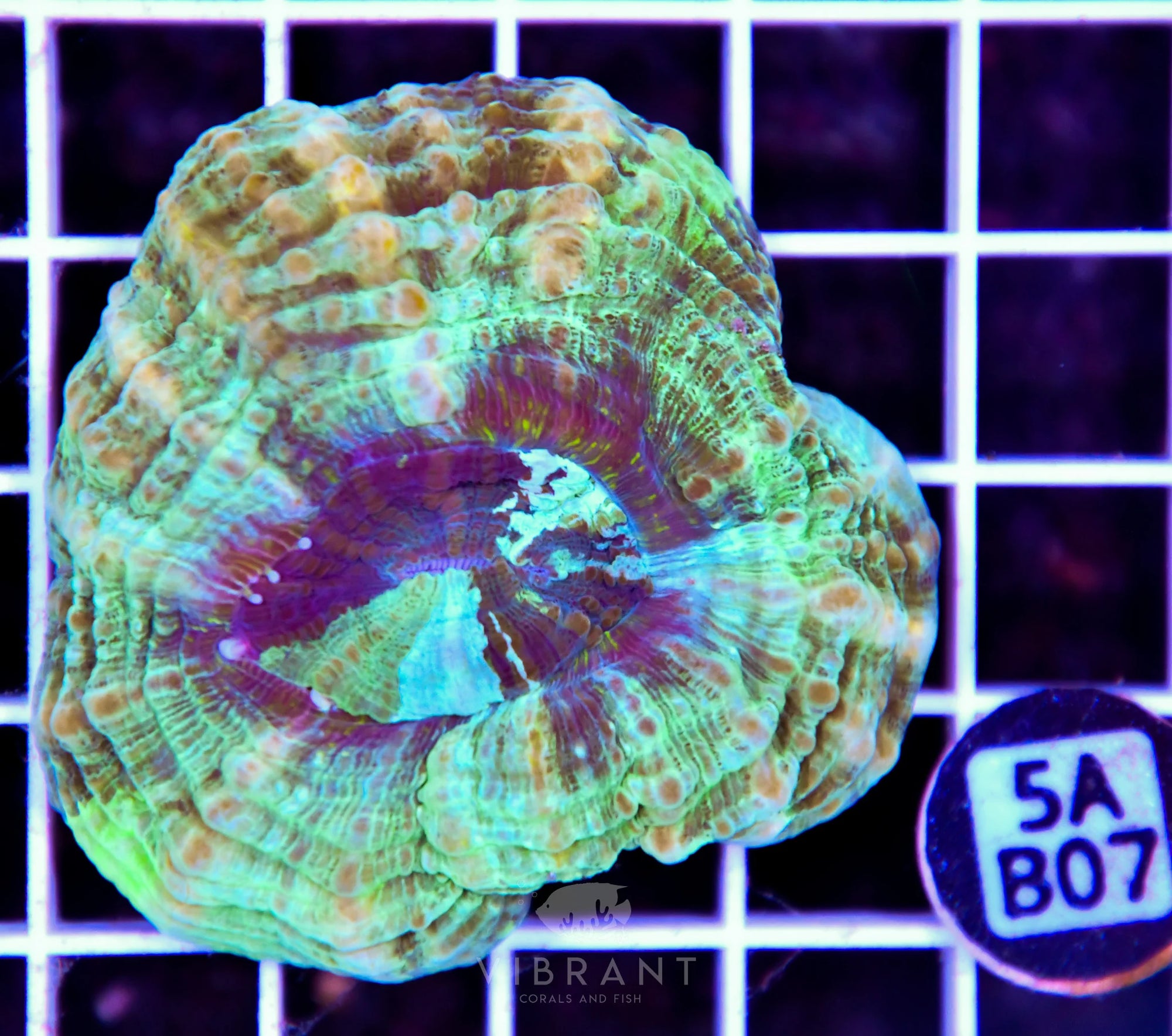 Acanthophyllia AUS