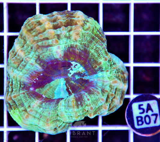 Acanthophyllia AUS