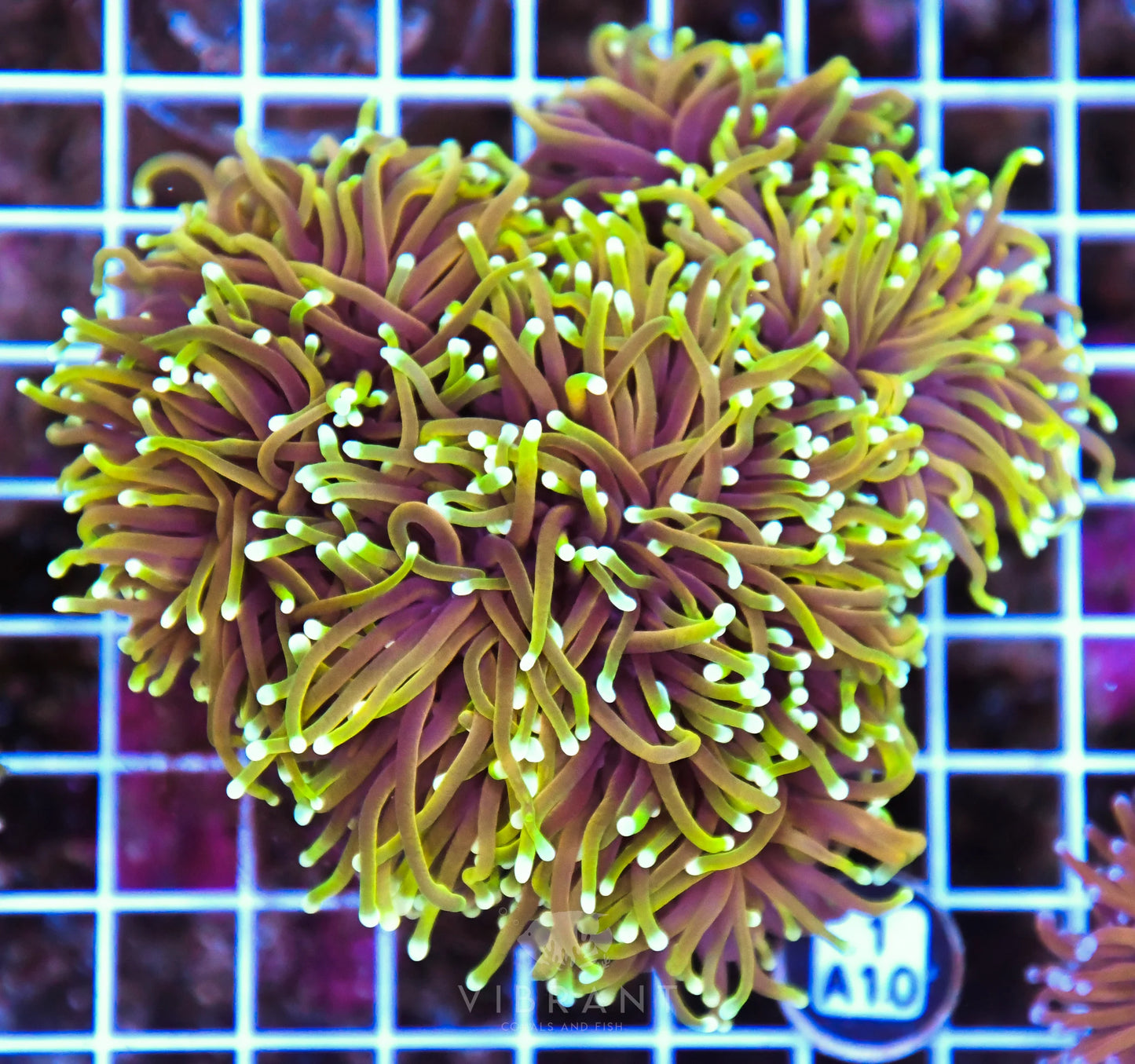 Torch INDO