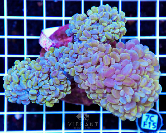 Bubble Coral INDO