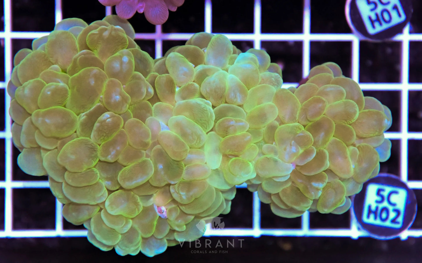 Bubble Coral AUS