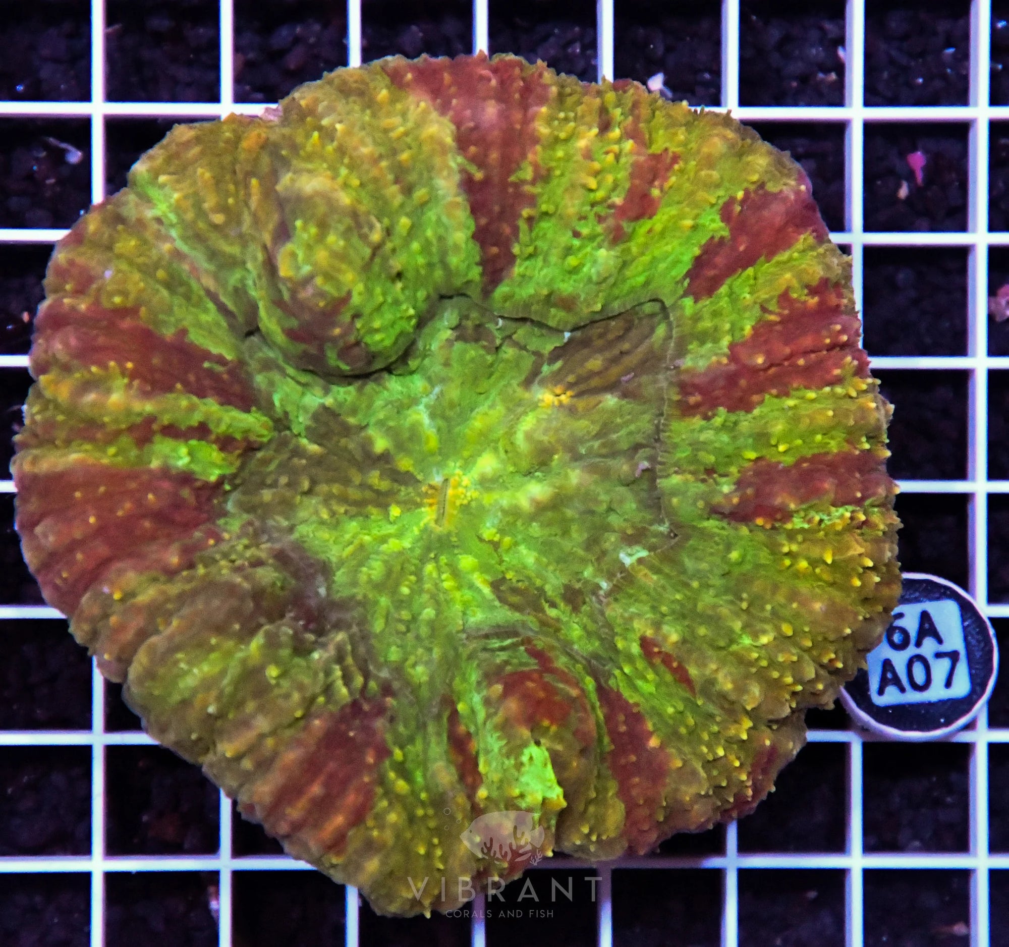Symphyllia INDO W