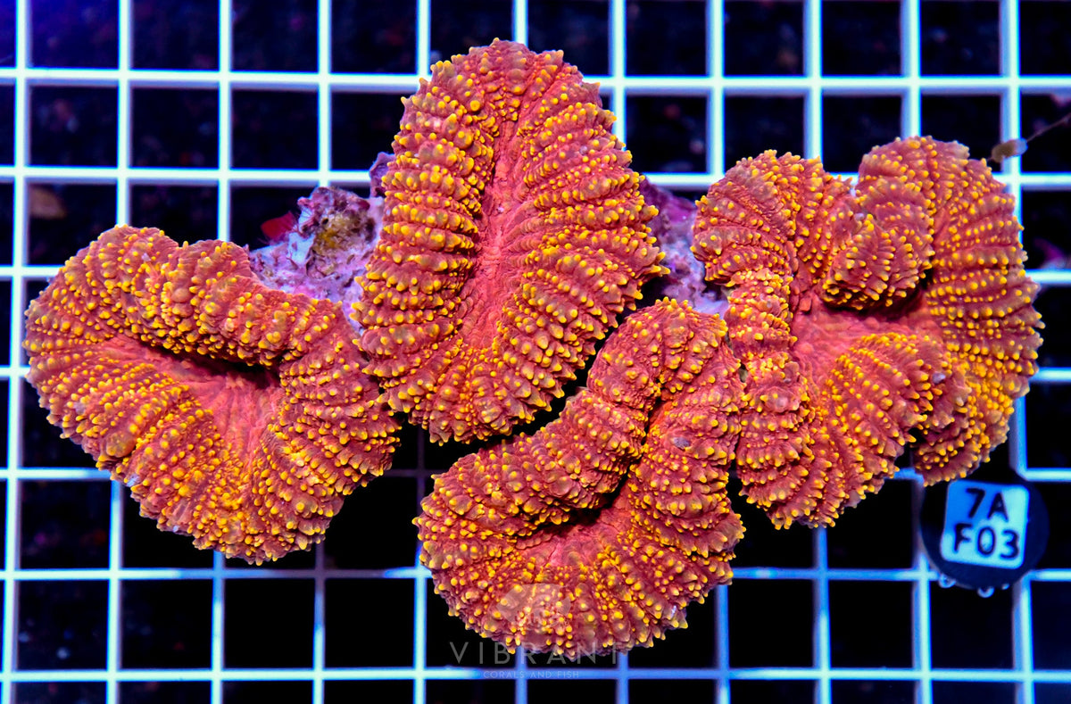 Symphyllia INDO W
