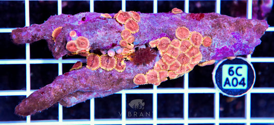 Zoa INDO W