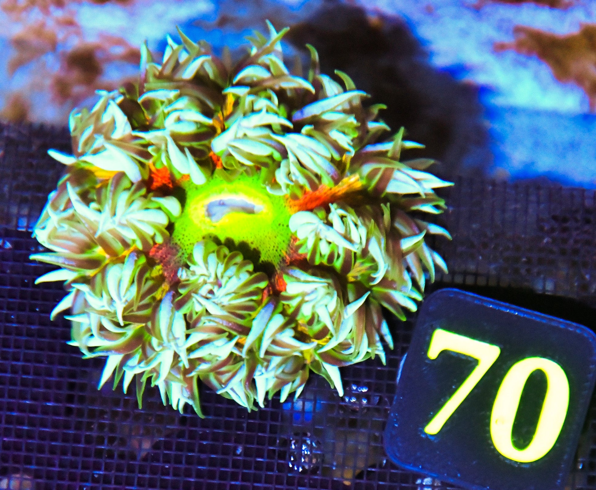 Rock Flower Anemone