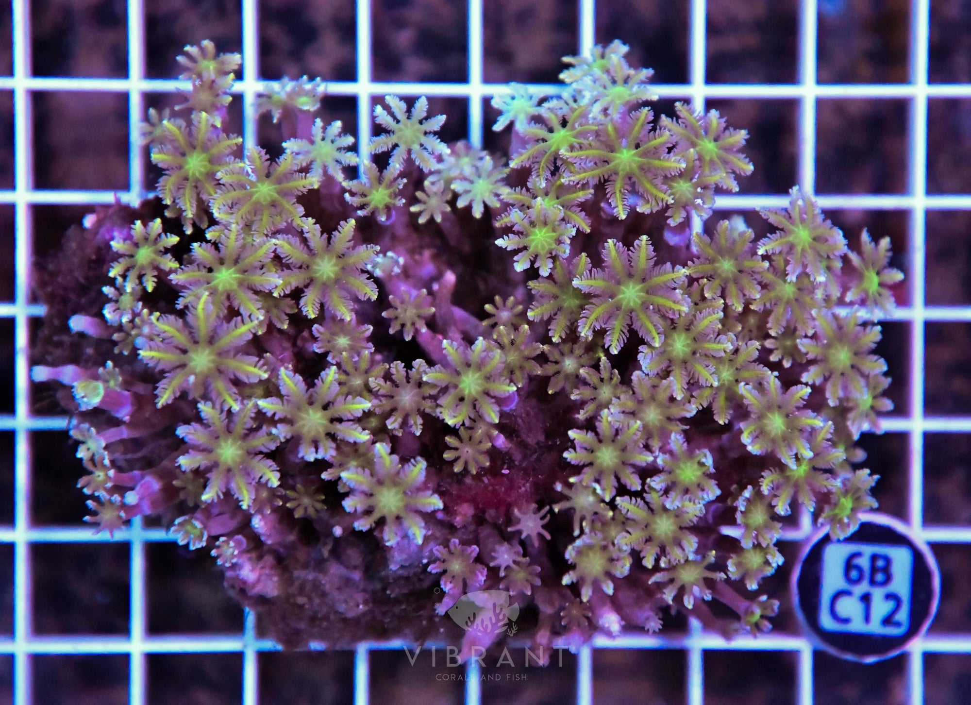 Clove Polyp INDO W