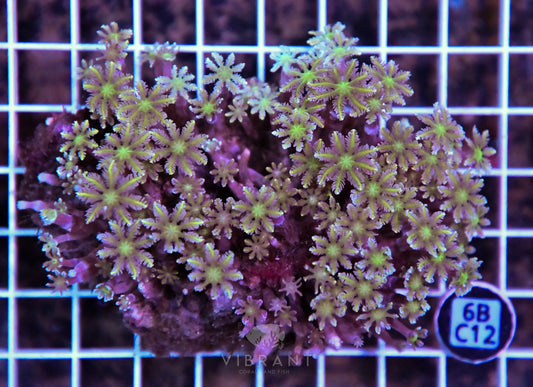 Clove Polyp INDO W