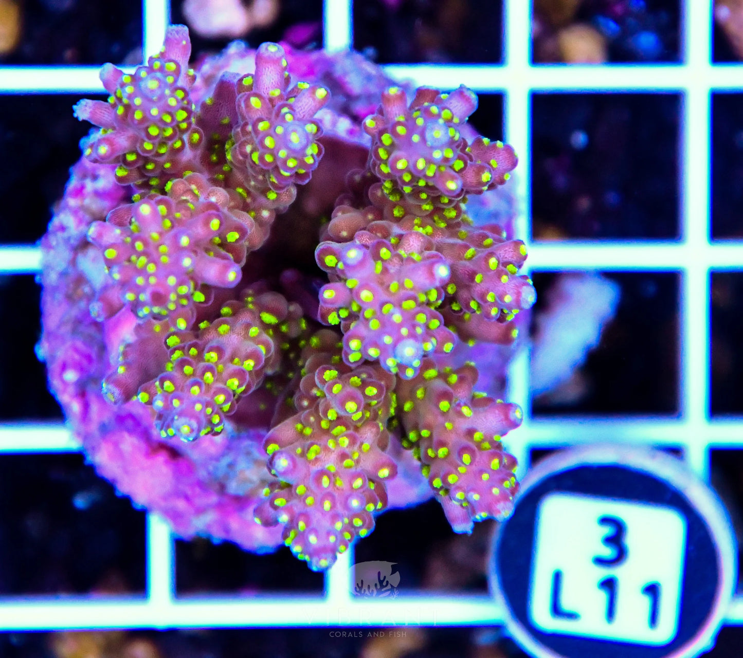 Acro Tiny INDO