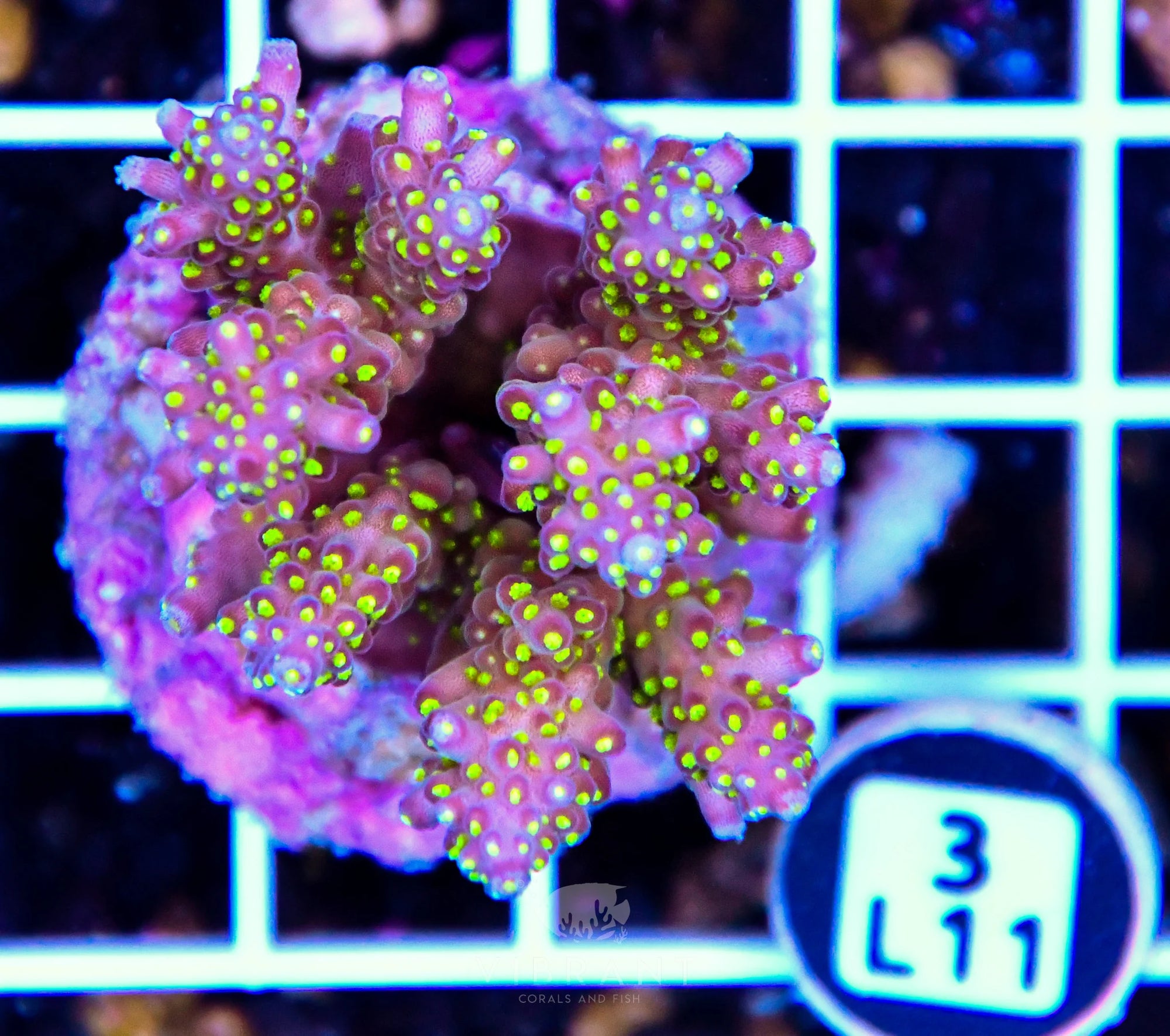 Acro Tiny INDO