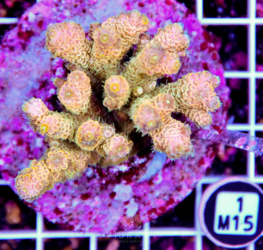 Acro INDO