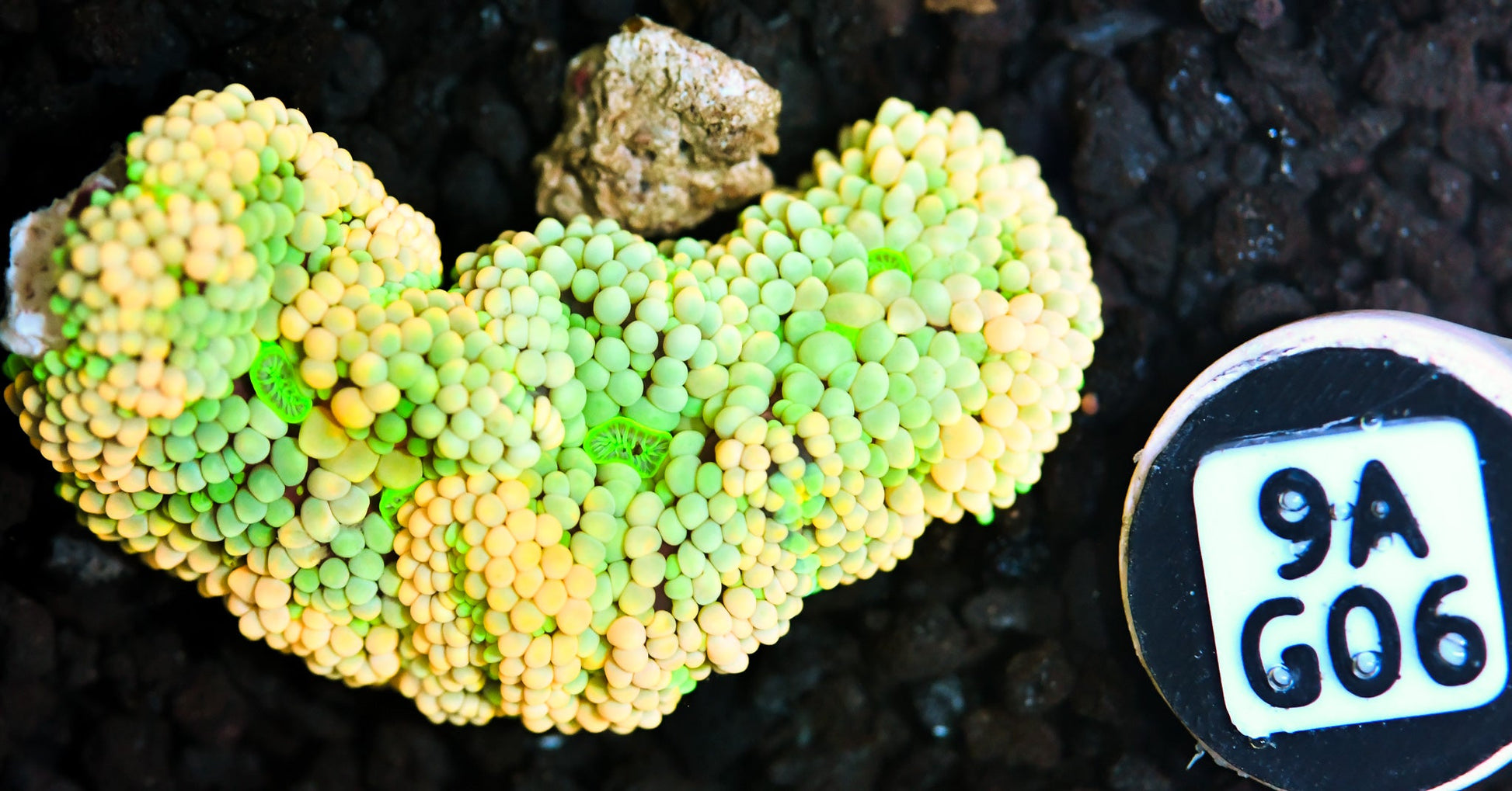 Ricordea Mushroom