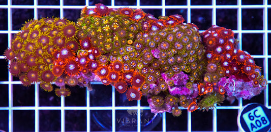 Zoa INDO W