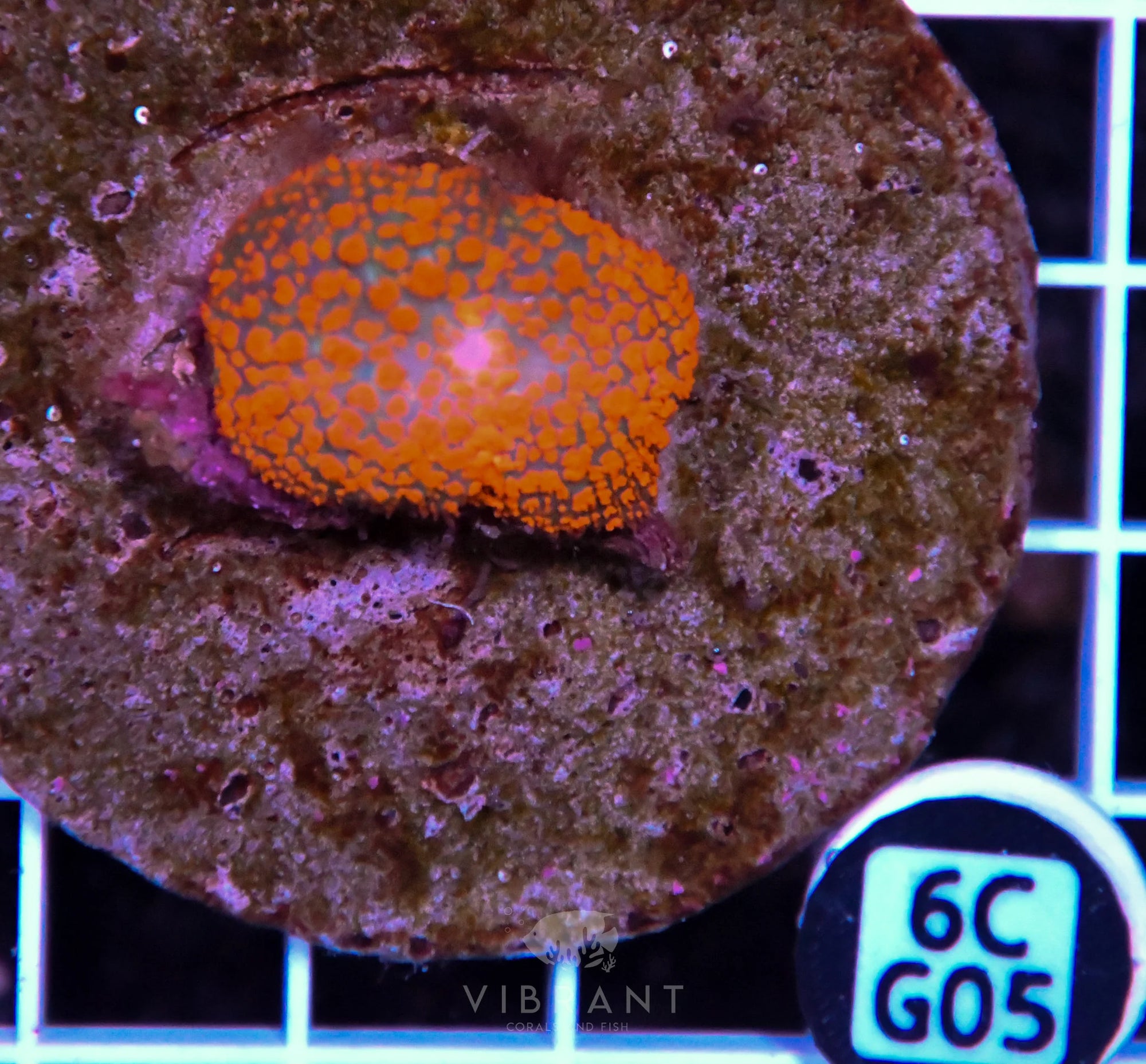 Mushroom INDO