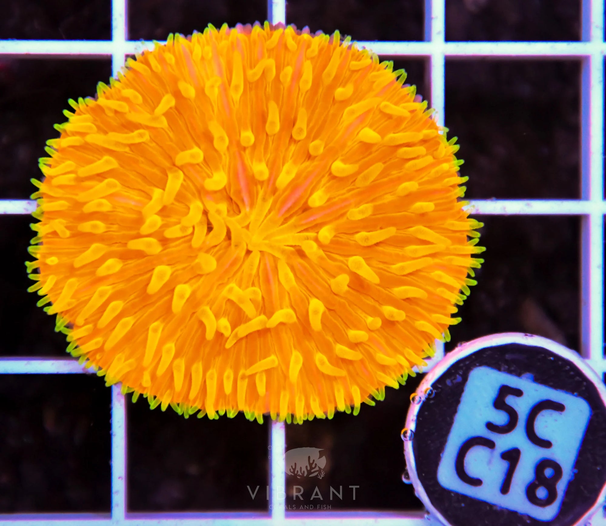 Fungia ORANGE AUS