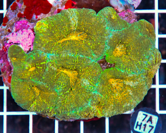 Symphyllia INDO