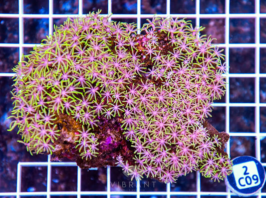 Star Polyp INDO W