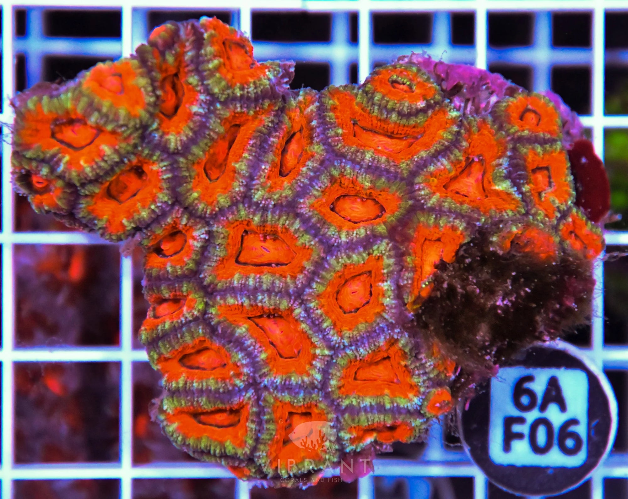 Acan Lord AUS