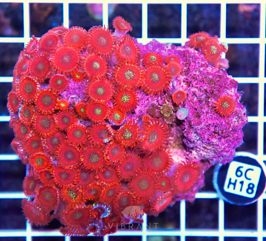 Zoa INDO W
