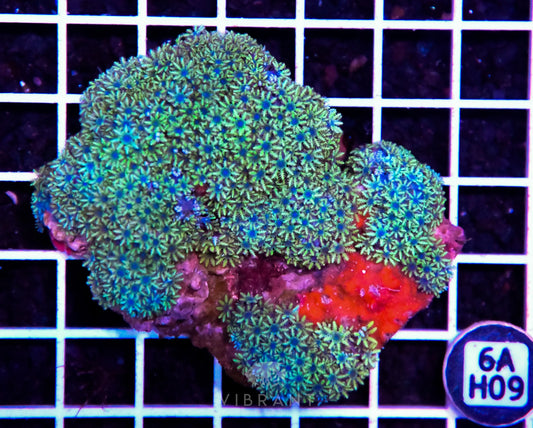 Blue Sympodium INDO W