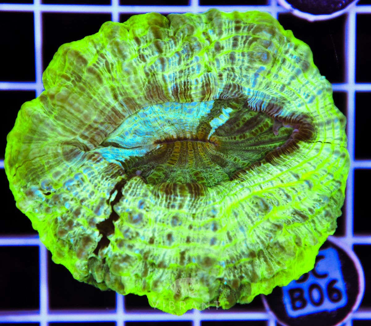 Acanthophyllia AUS