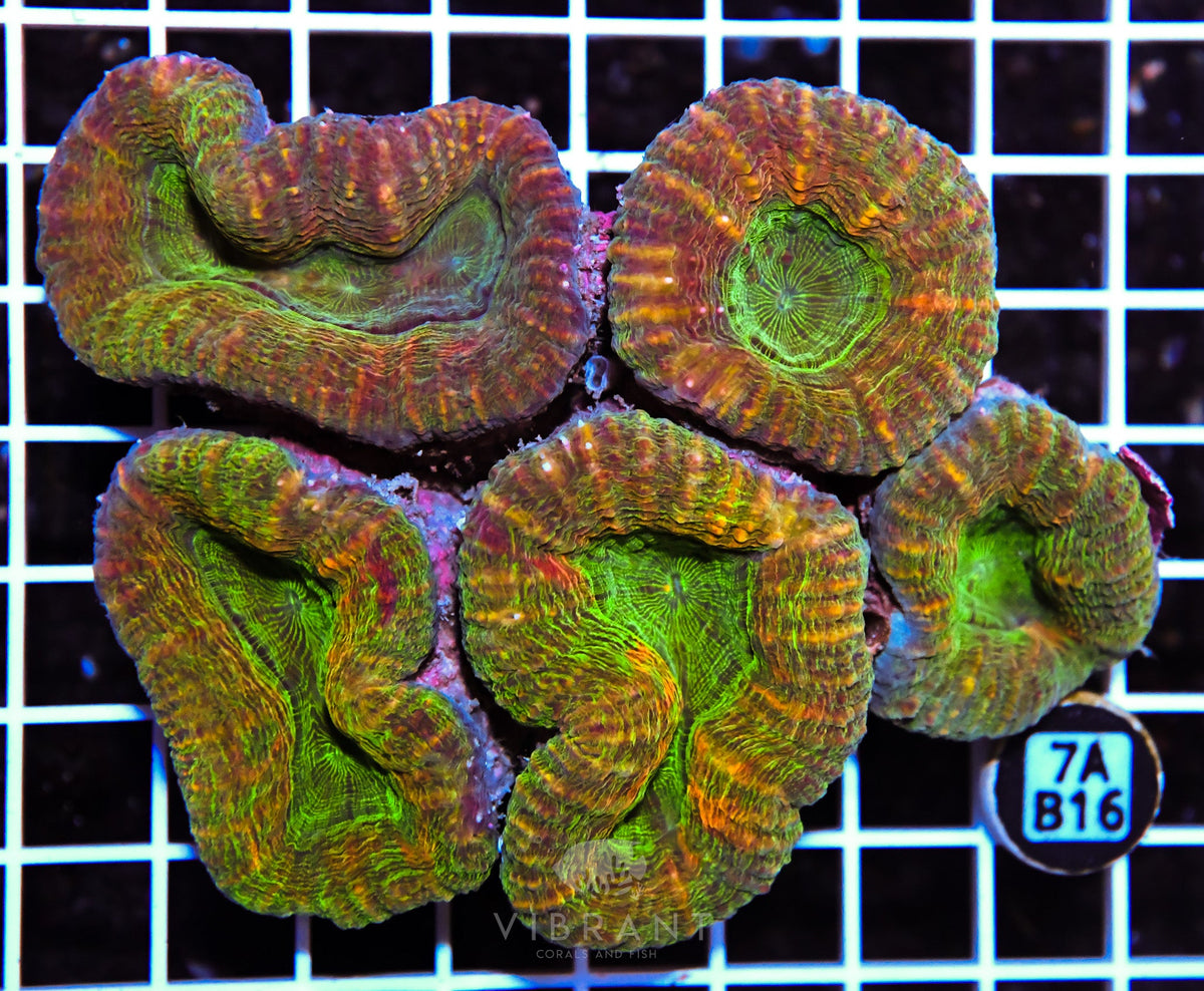 Lobophyllia AUS