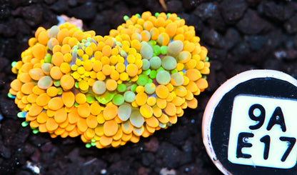 Ricordea Mushroom