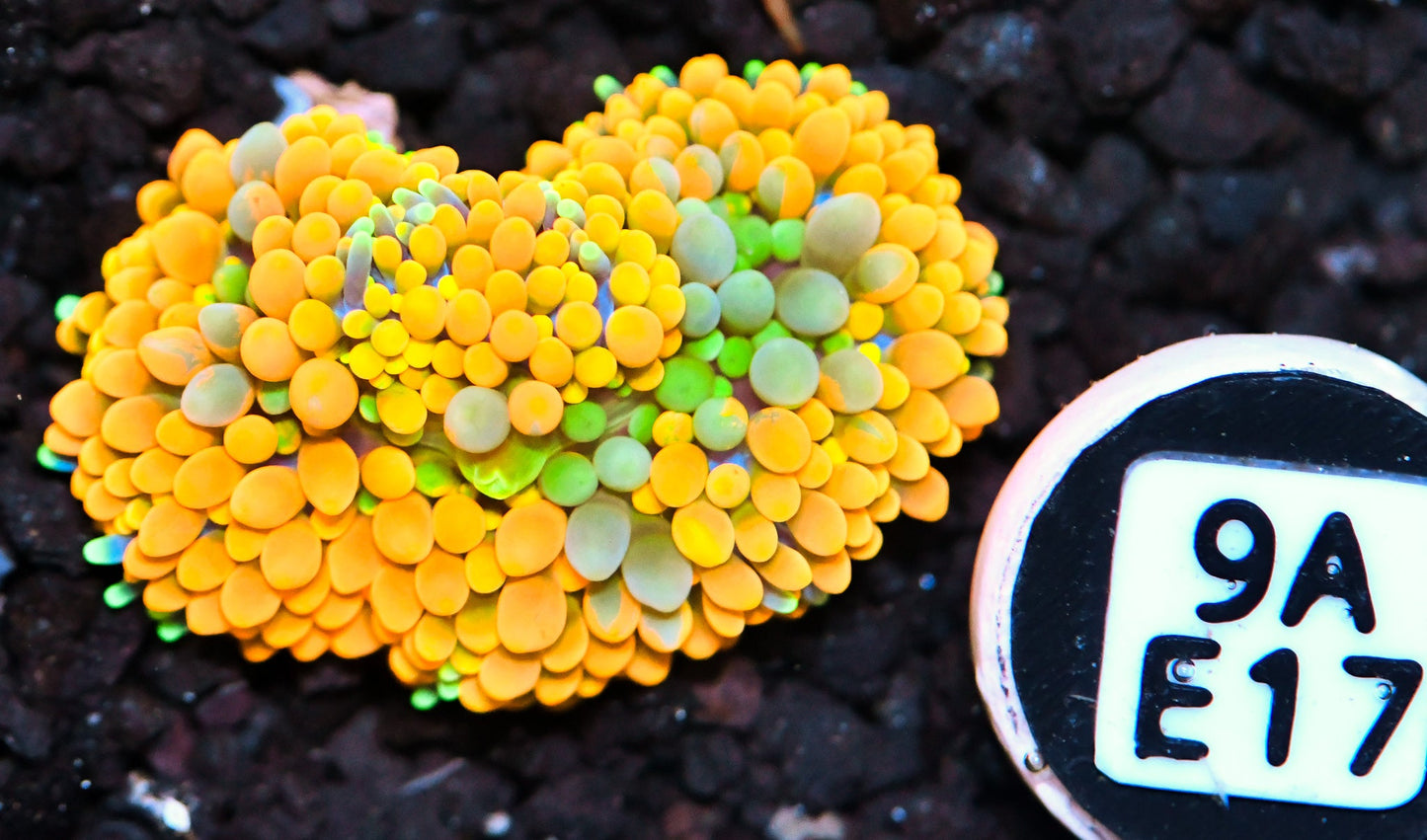 Ricordea Mushroom