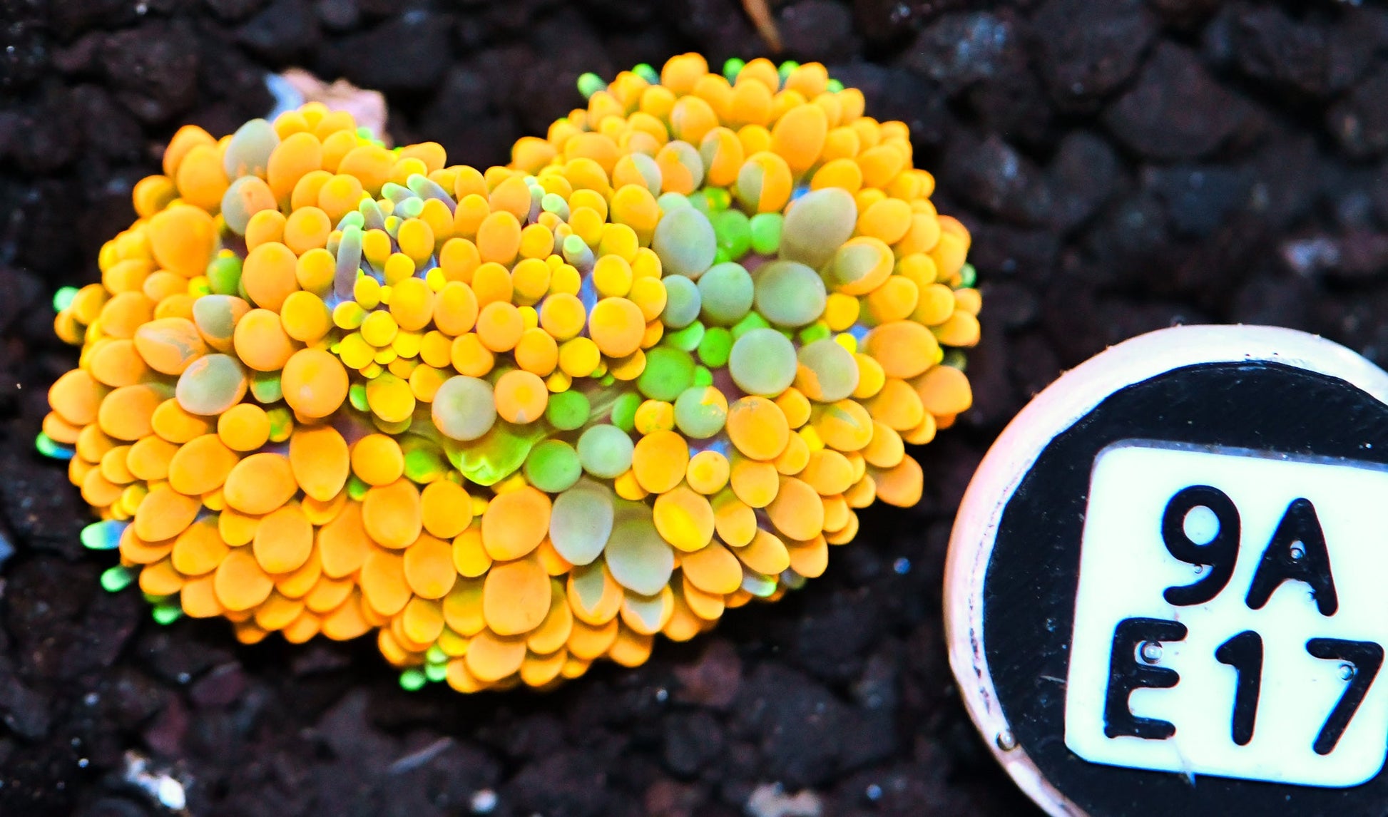 Ricordea Mushroom