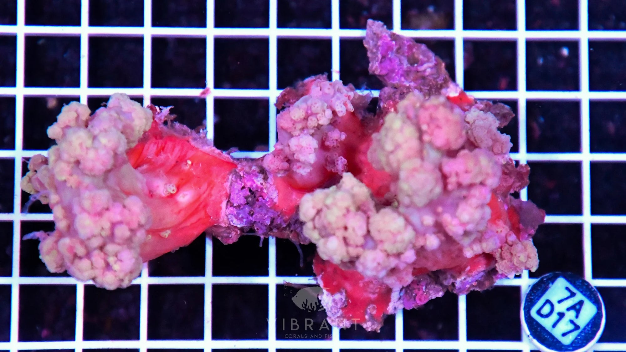 Carnation Coral INDO W