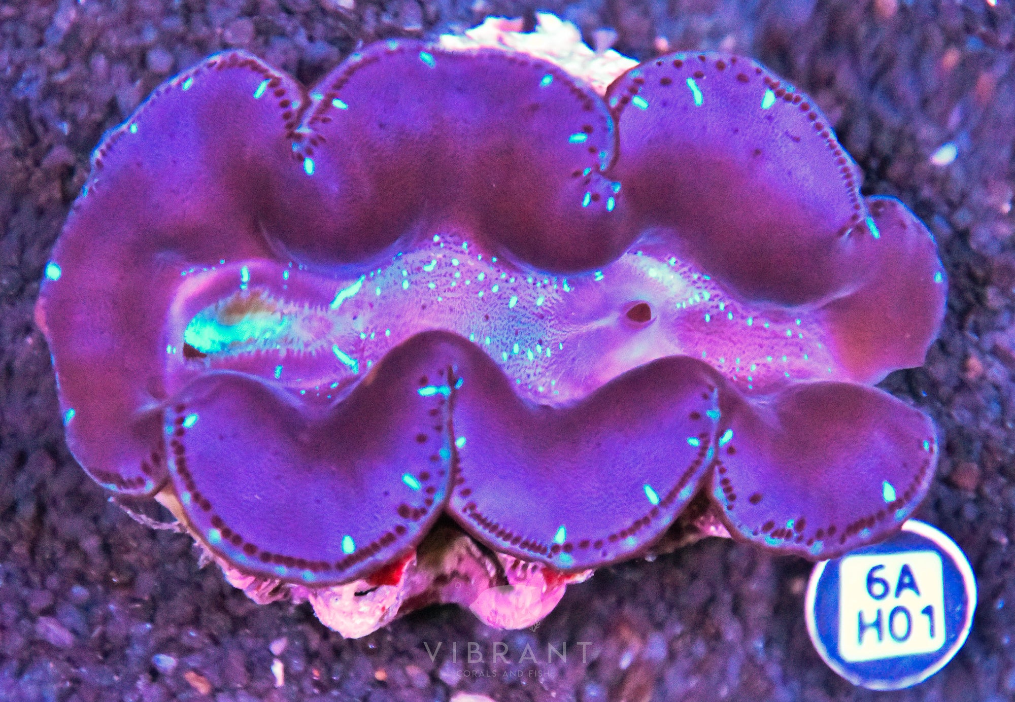 3-4 Aussie Maxima