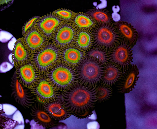 Mixed Zoa Mini Colony