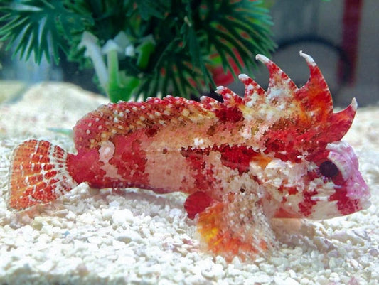 Pygmy Red Rooster Waspfish