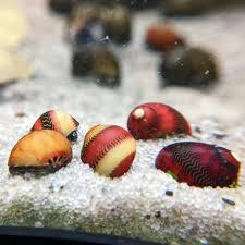 Red Racer Nerite Snail