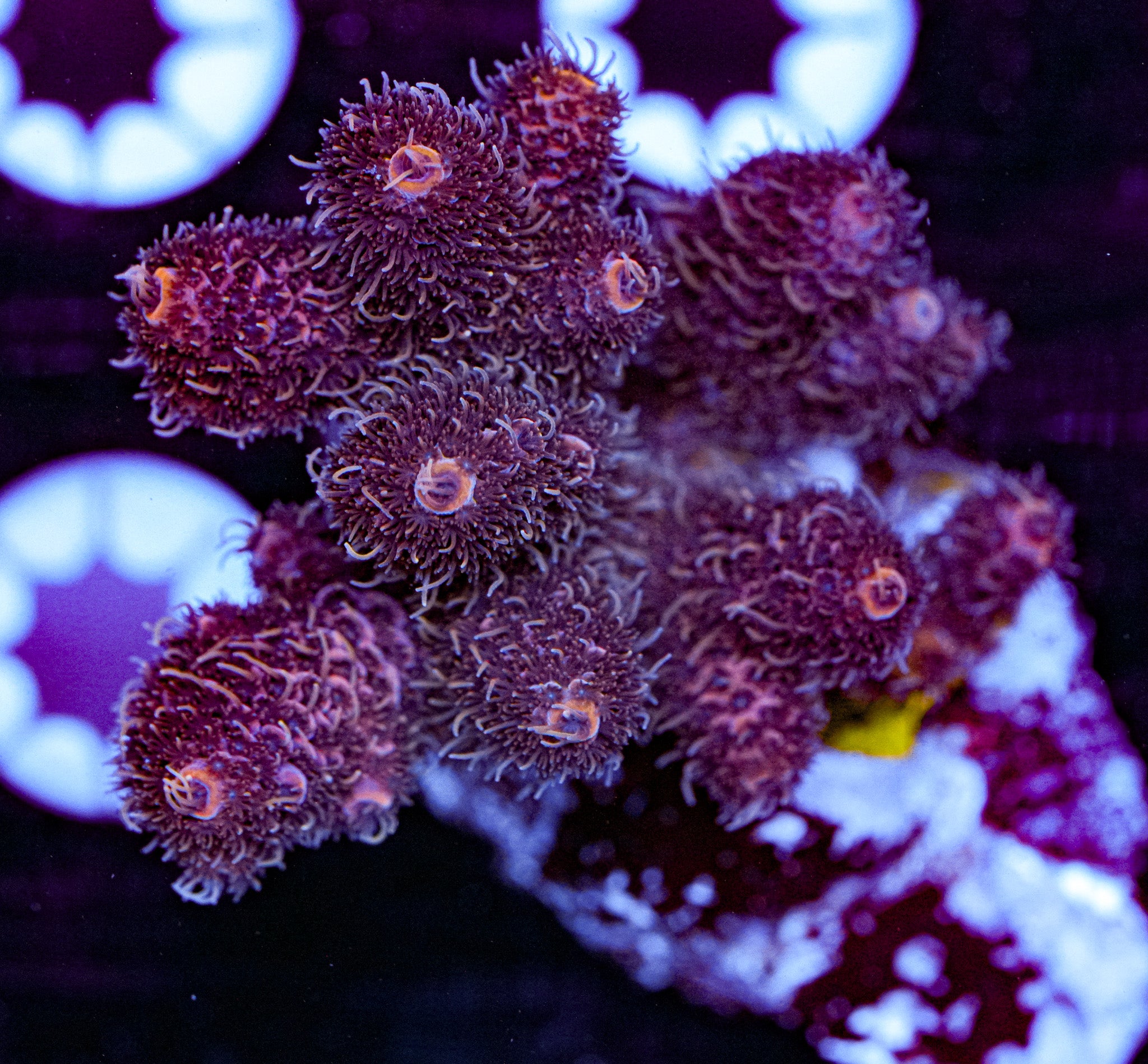 Condtioned Acropora