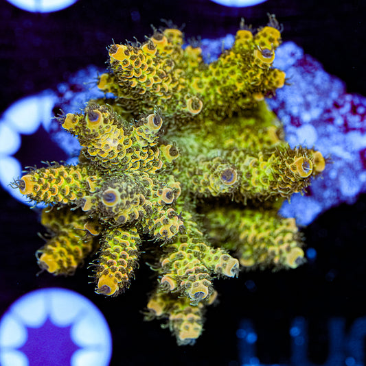 Condtioned Acropora 2