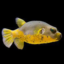 Yellow Belly Dogface Pufferfish