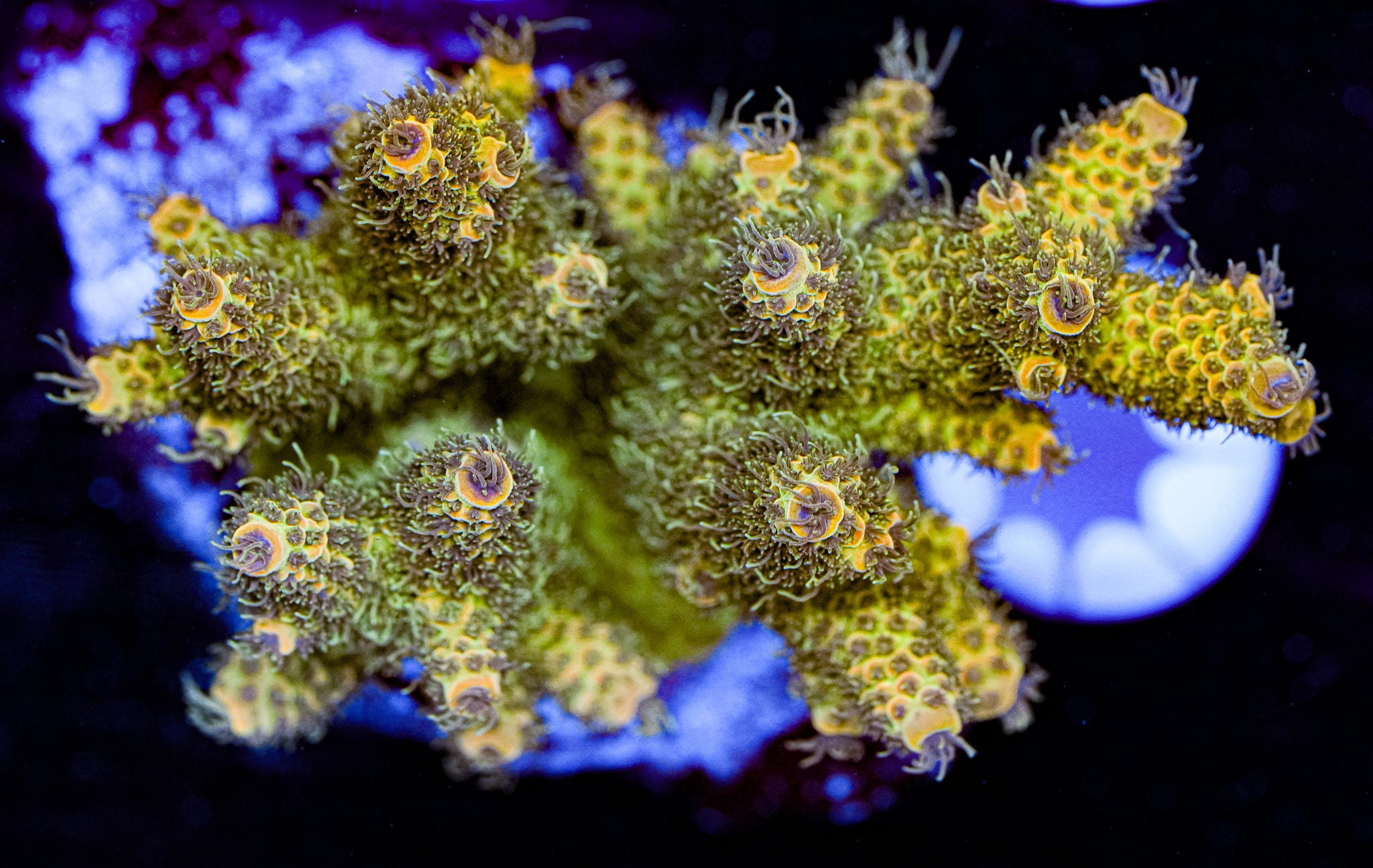 Condtioned Acropora 3