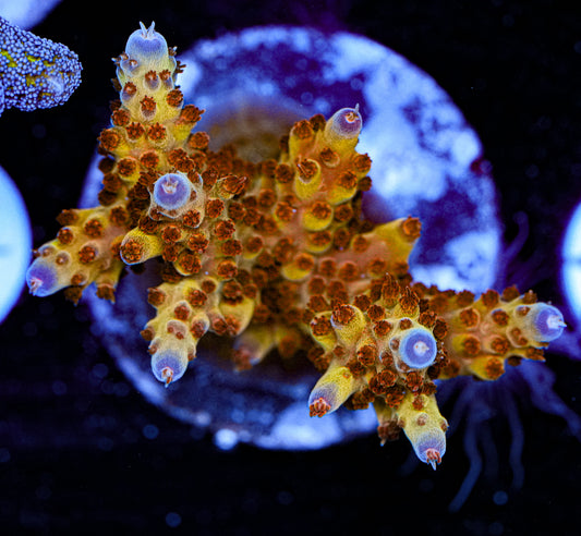 MC Pineapple Paradise