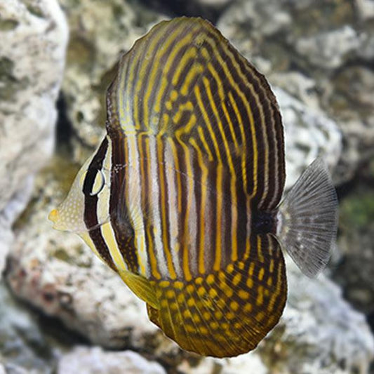 Desjardini Sailfin Tang XL