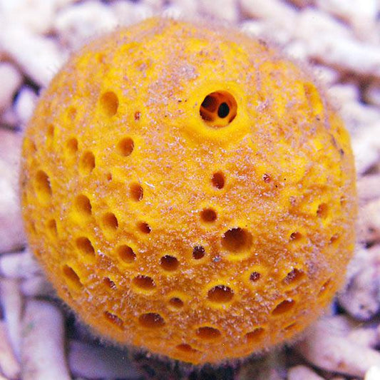Yellow Ball Sponge