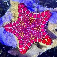 Biscuit Starfish