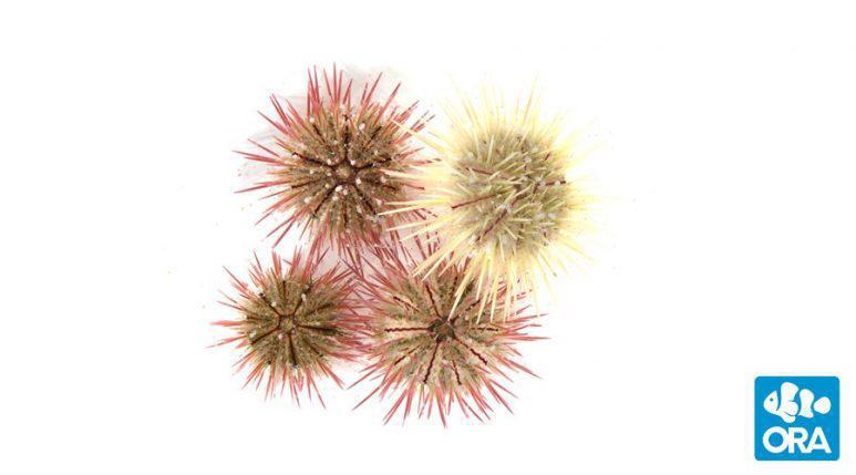 ORA Variegated Urchin