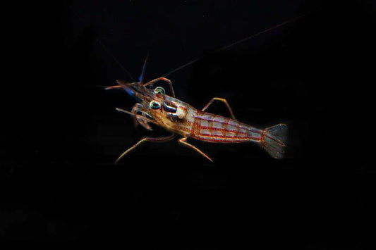 Biota Fancy Peppermint Shrimp (Lysmata jundalini)