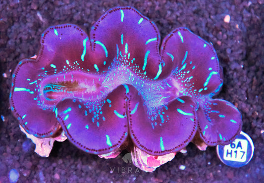 4-5” Aussie Maxima